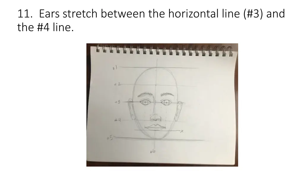 11 ears stretch between the horizontal line