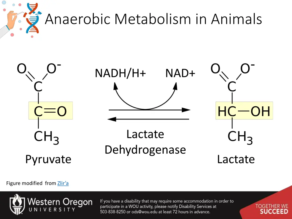 anaerobic metabolism in animals