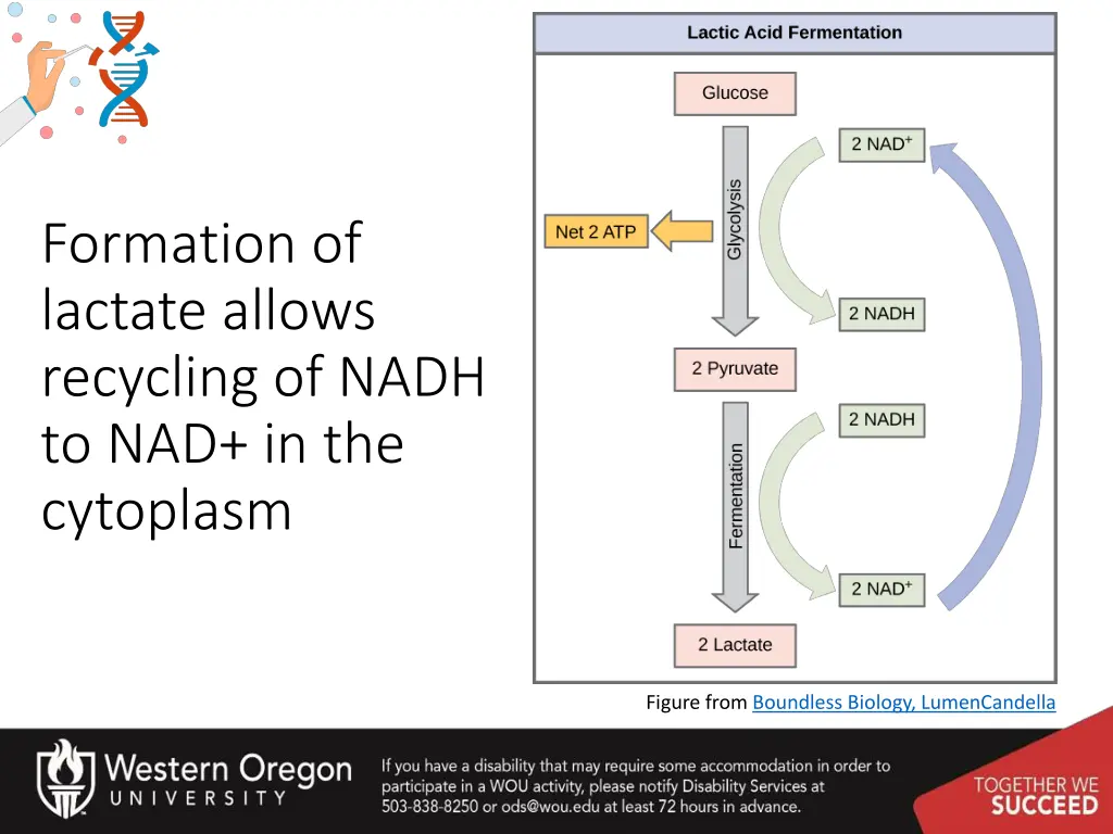 formation of lactate allows recycling of nadh