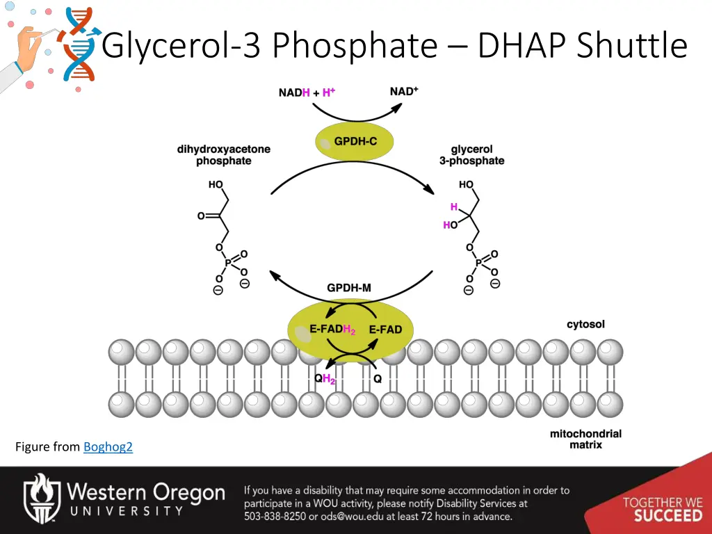 glycerol 3 phosphate dhap shuttle