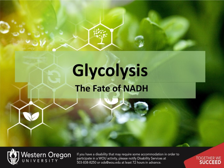 glycolysis the fate of nadh