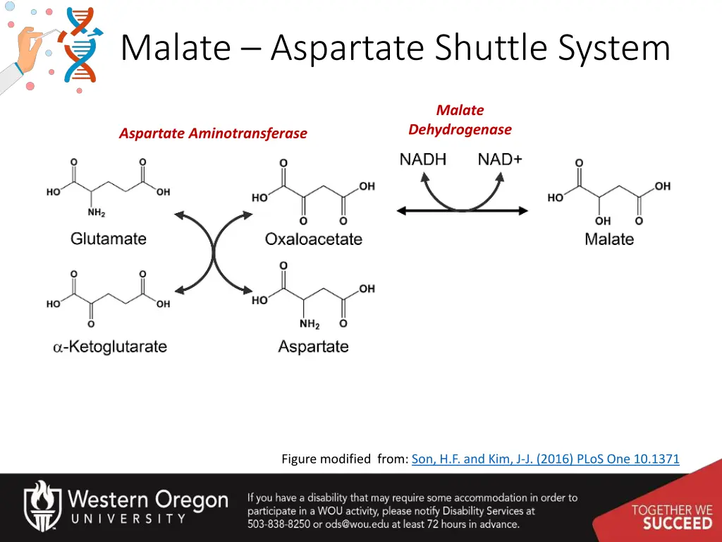 malate aspartate shuttle system