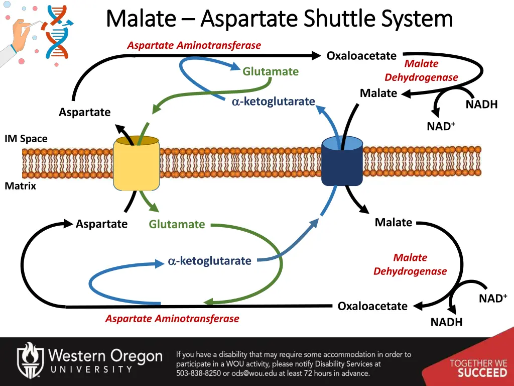 malate malate aspartate shuttle system aspartate