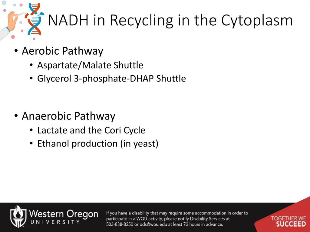 nadh in recycling in the cytoplasm