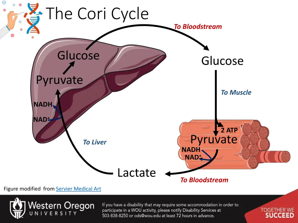 the cori cycle