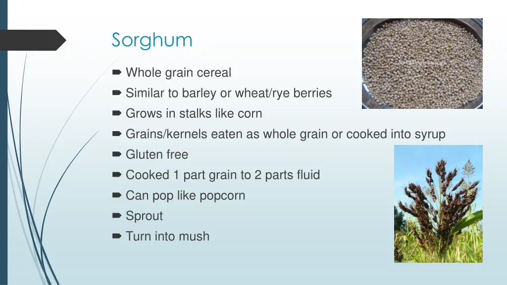 sorghum