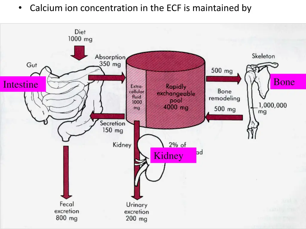 calcium ion concentration