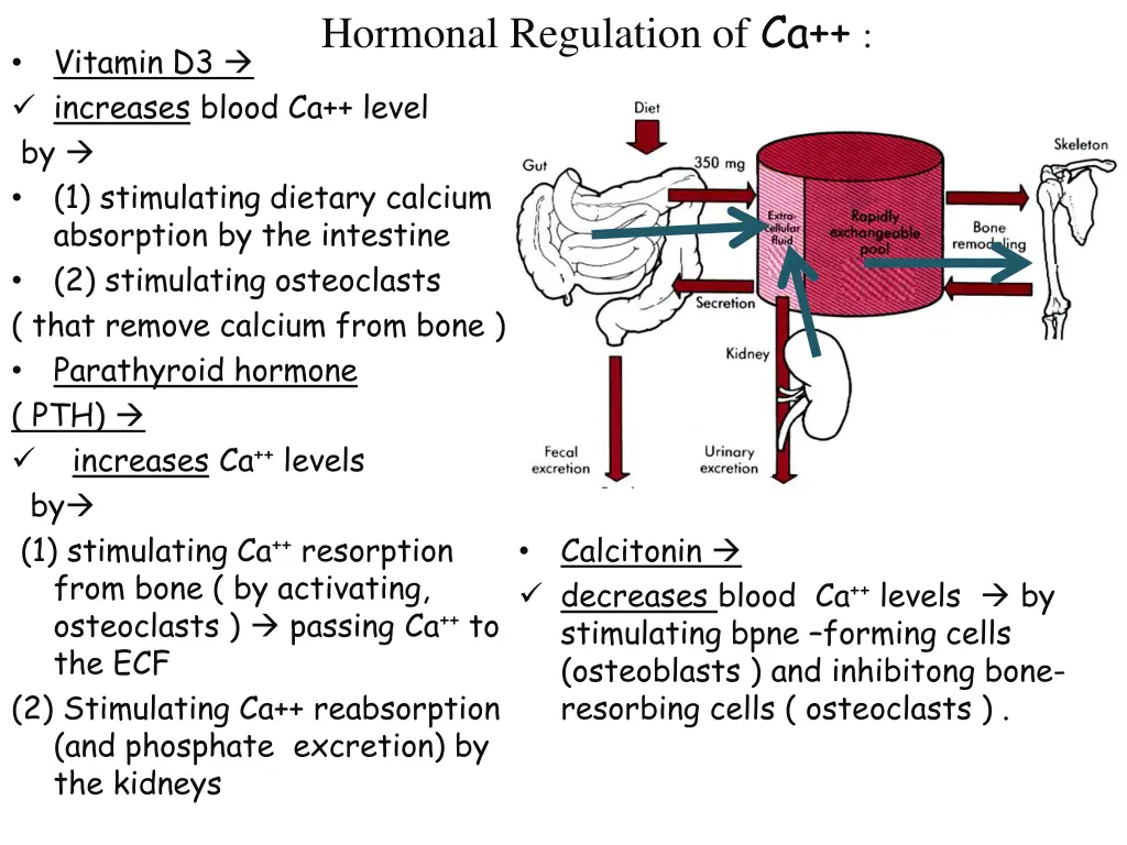 hormonal regulation of ca