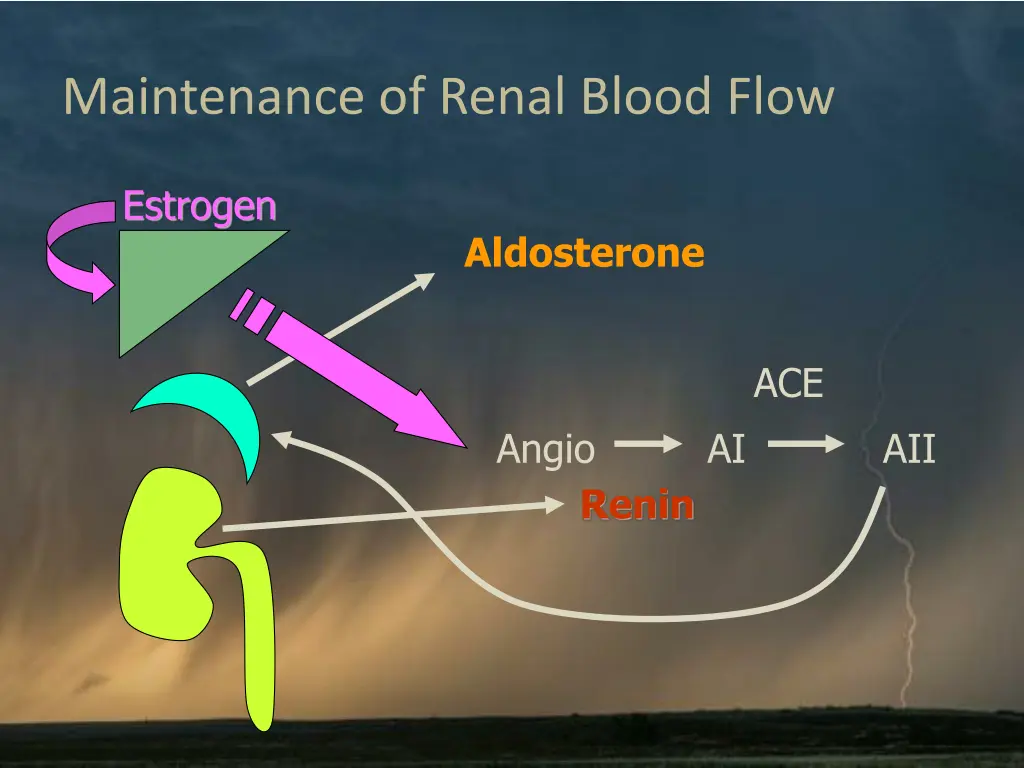 maintenance of renal blood flow