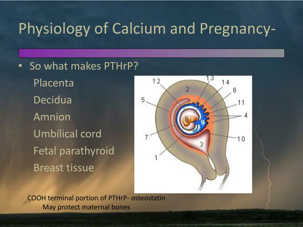 physiology of calcium and pregnancy 3