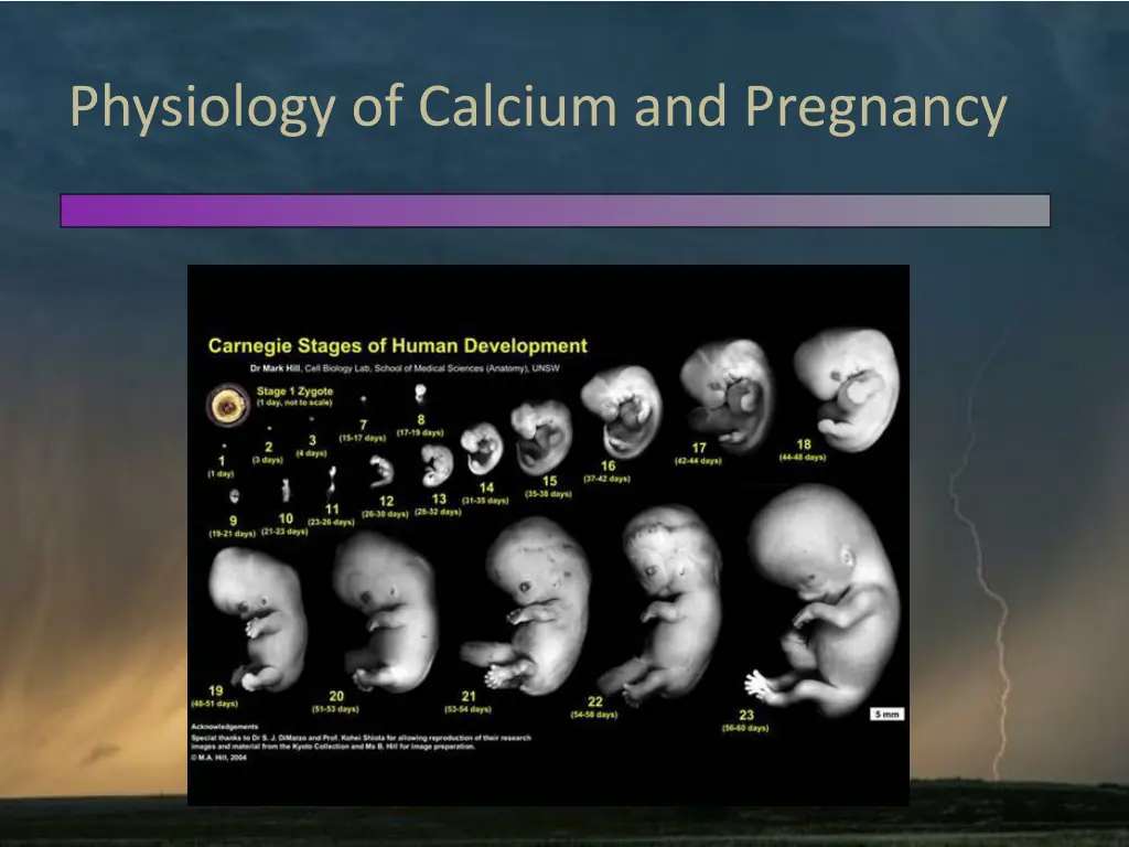 physiology of calcium and pregnancy