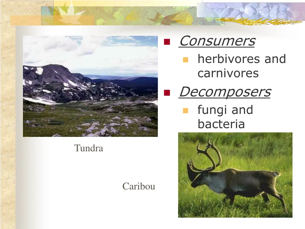 consumers herbivores and carnivores decomposers