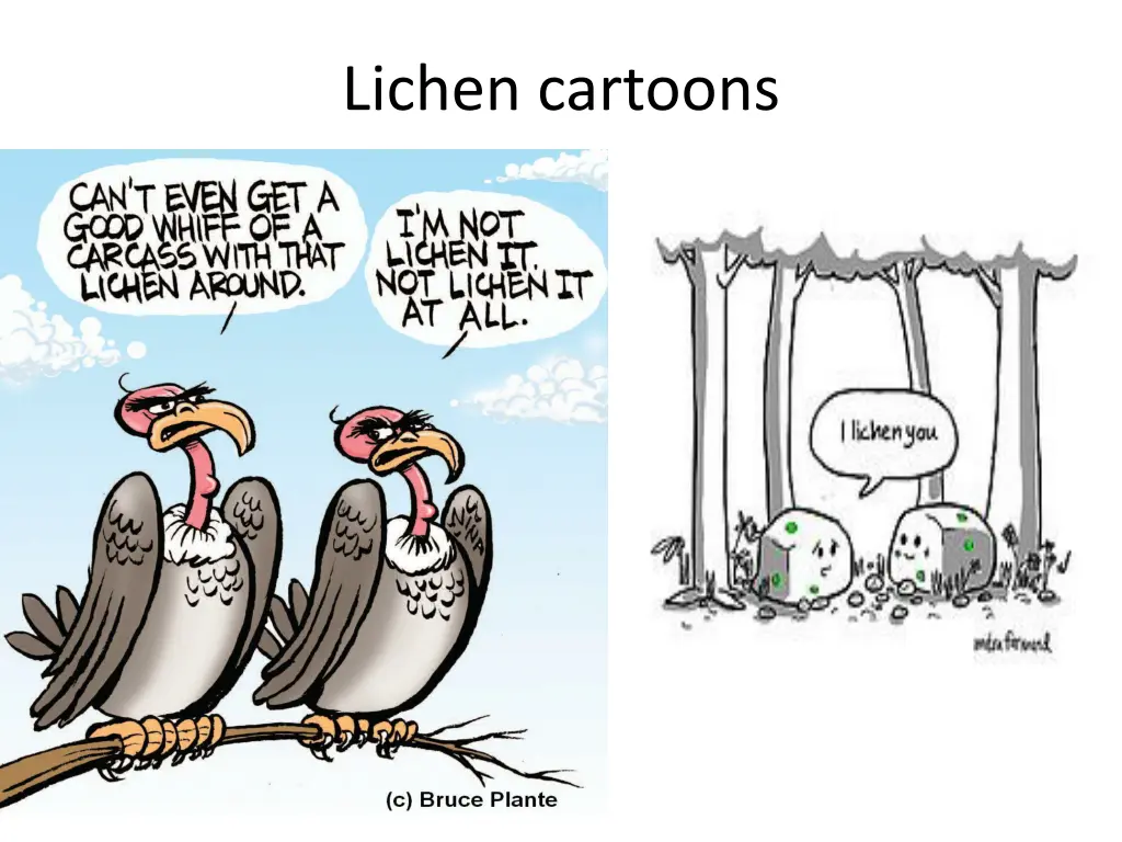 lichen cartoons