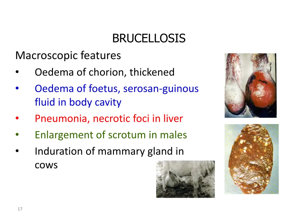 brucellosis 4