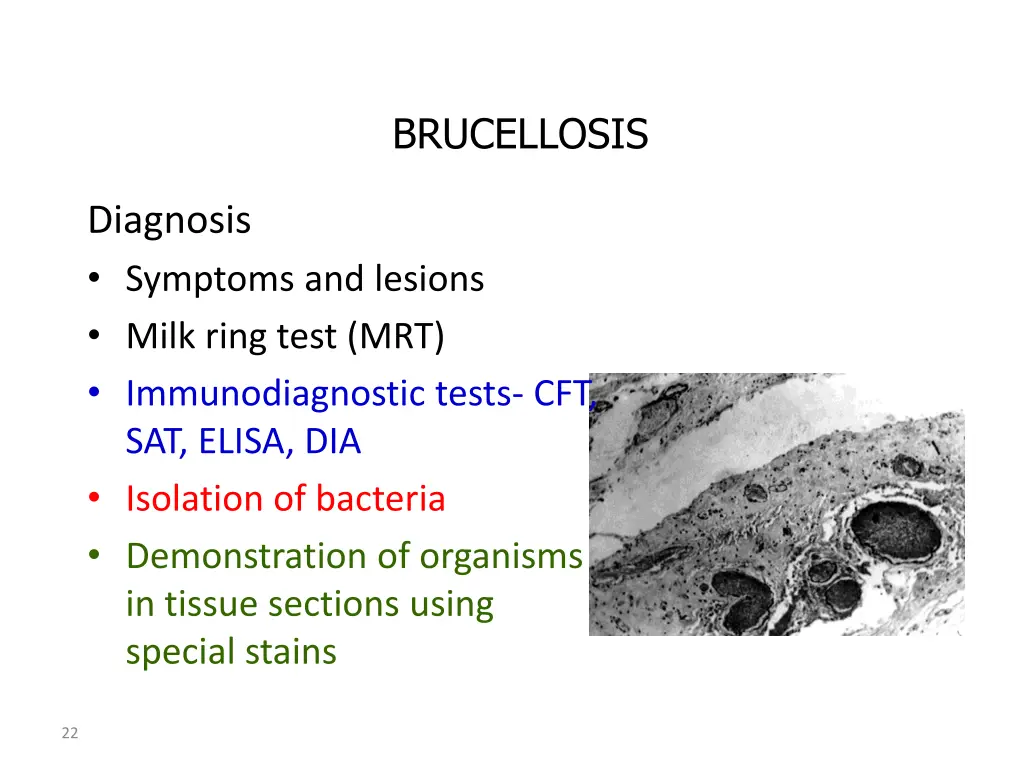 brucellosis 6