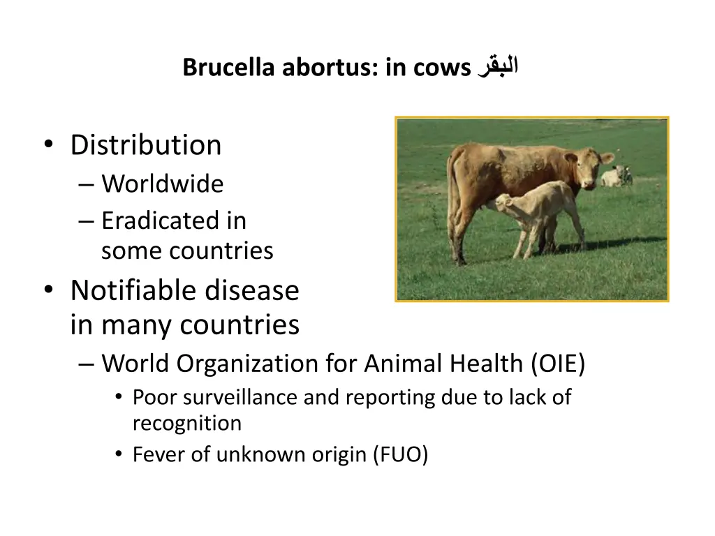 brucella abortus in cows