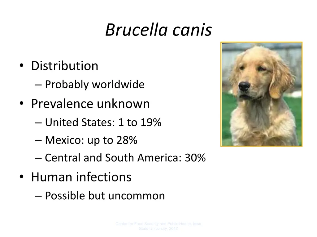 brucella canis