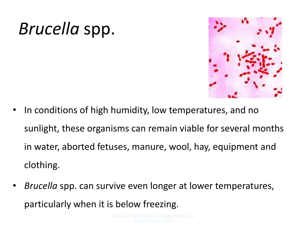 brucella spp 1