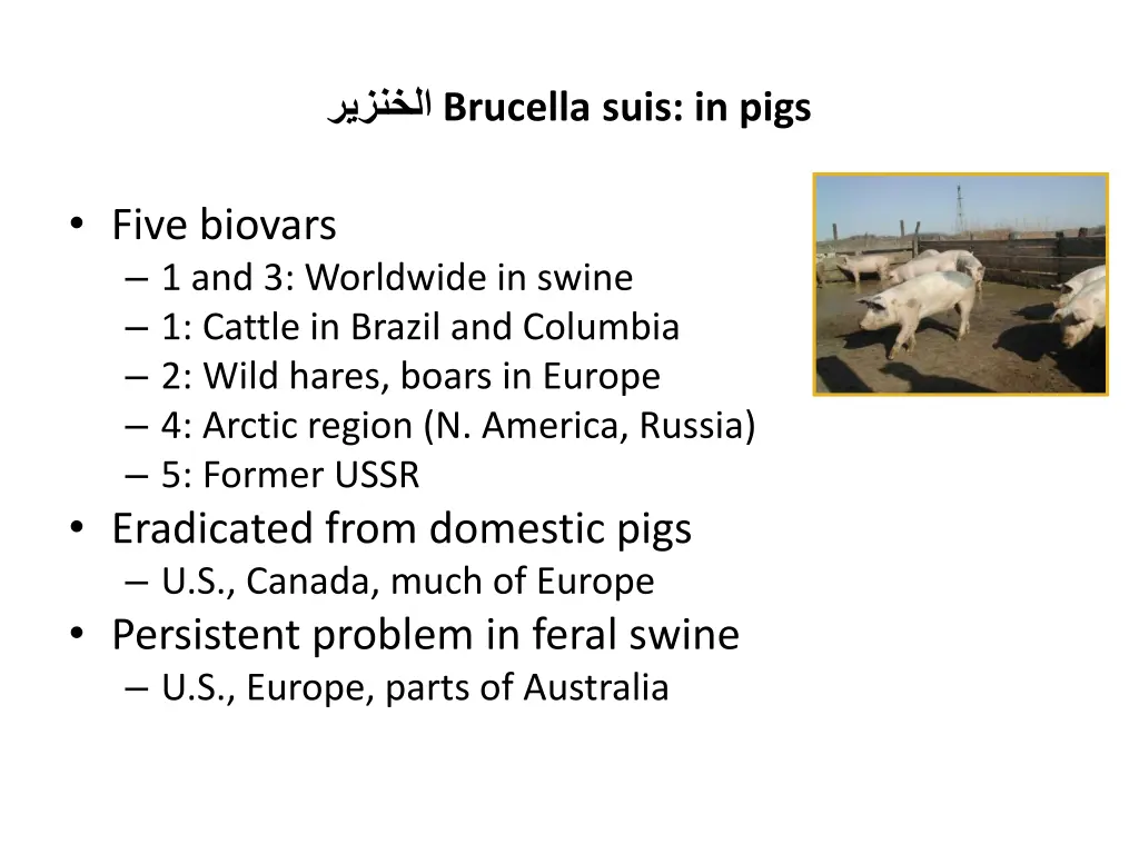 brucella suis in pigs