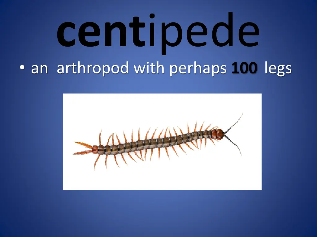 cent ipede an arthropod with perhaps 100 legs