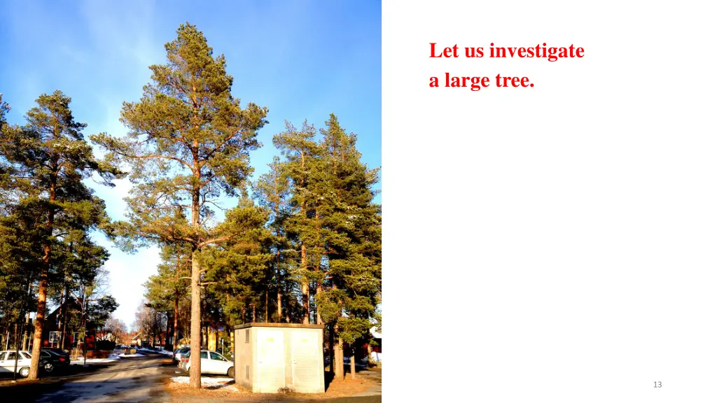 let us investigate a large tree