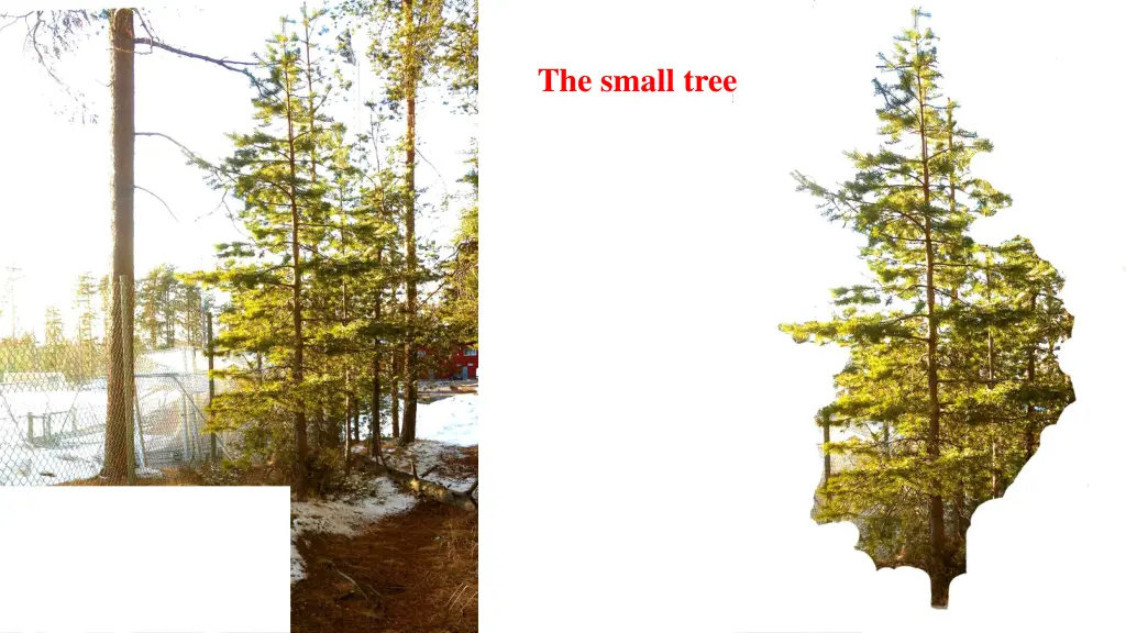 the small tree