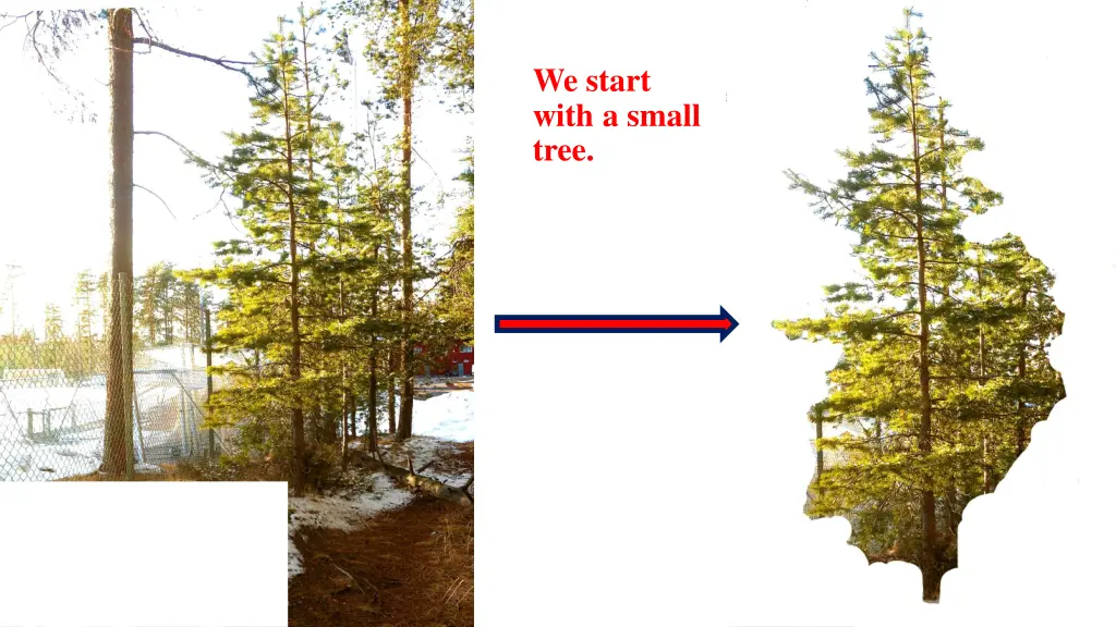 we start with a small tree