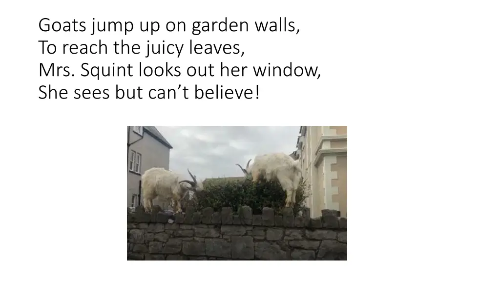 goats jump up on garden walls to reach the juicy