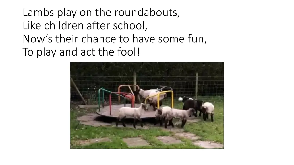 lambs play on the roundabouts like children after