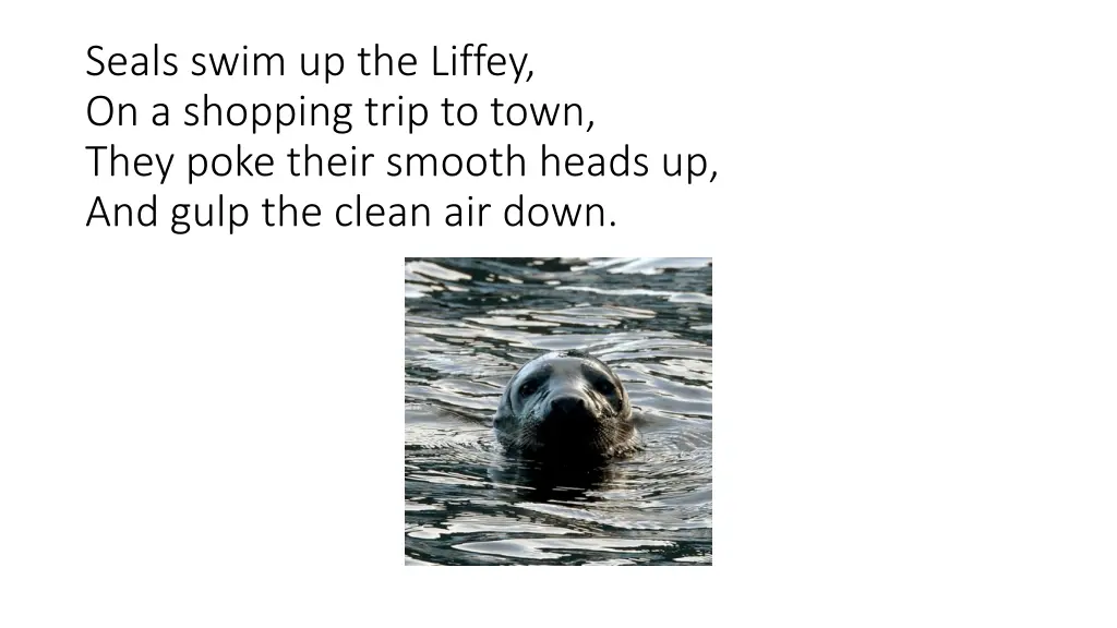 seals swim up the liffey on a shopping trip