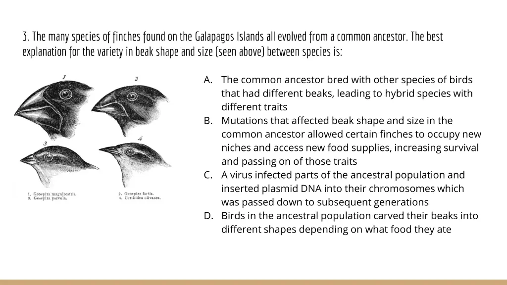 3 the many species of finches found