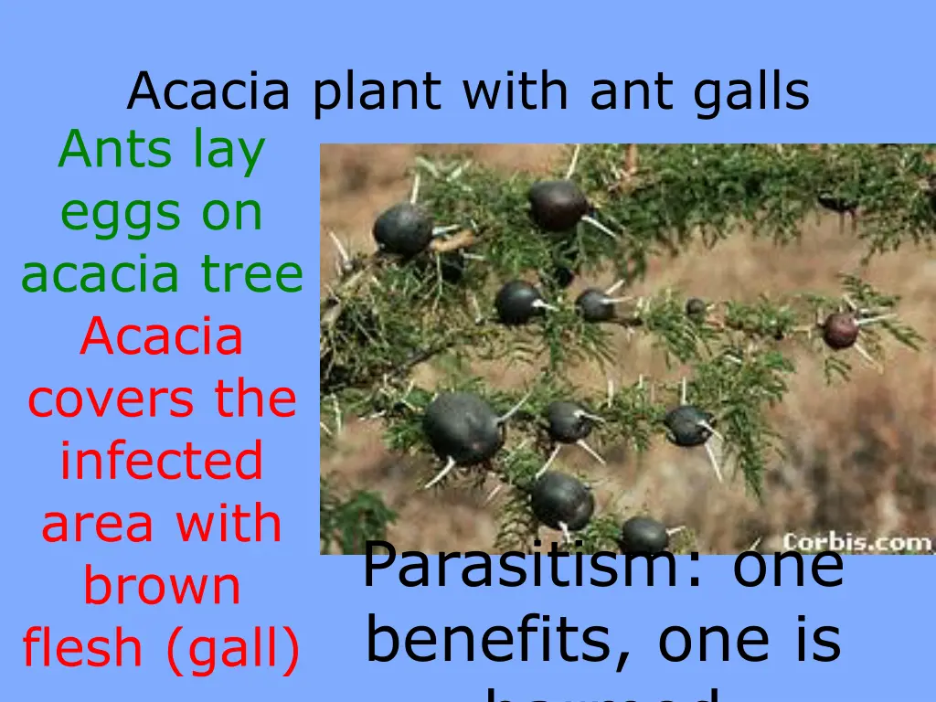 acacia plant with ant galls ants lay eggs