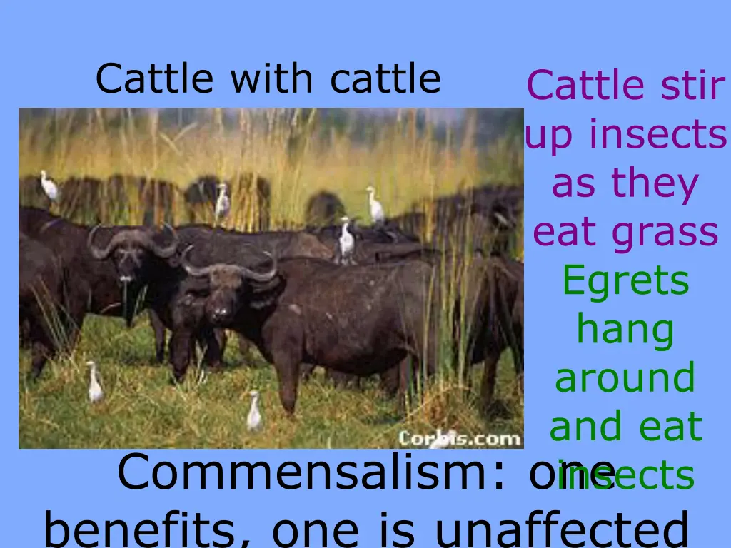 cattle with cattle egrets