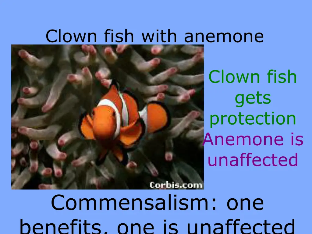 clown fish with anemone