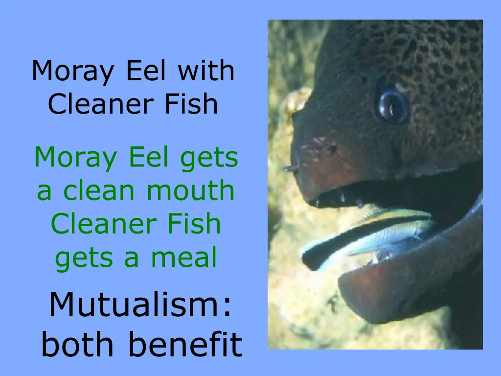 moray eel with cleaner fish