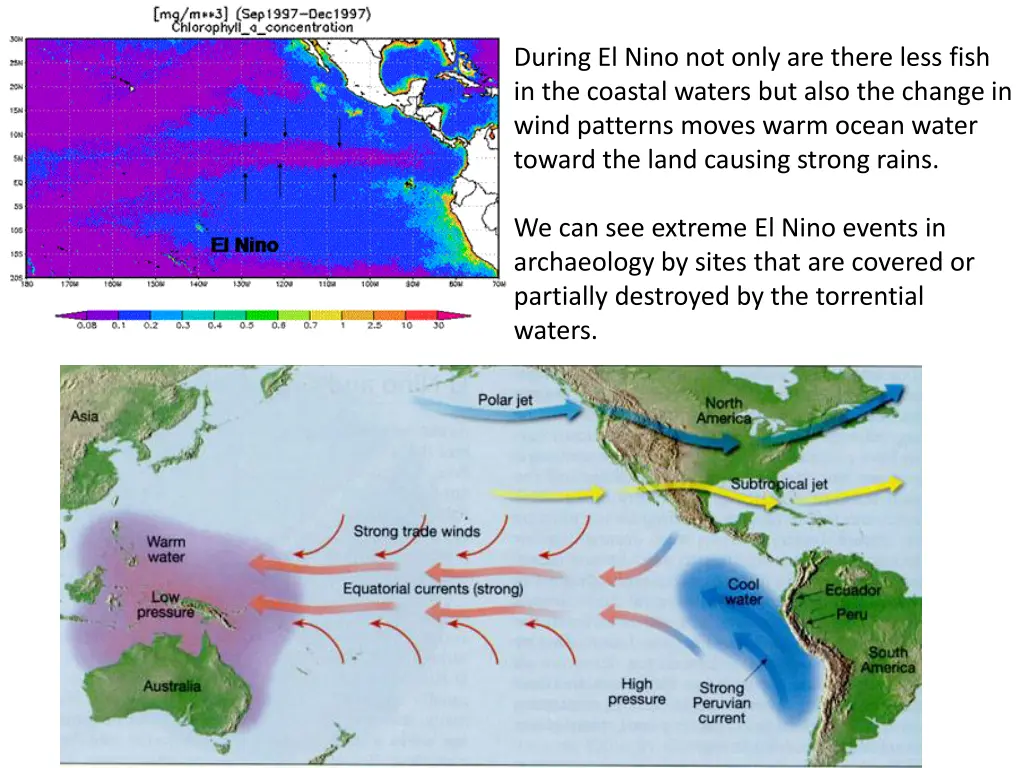 during el nino not only are there less fish