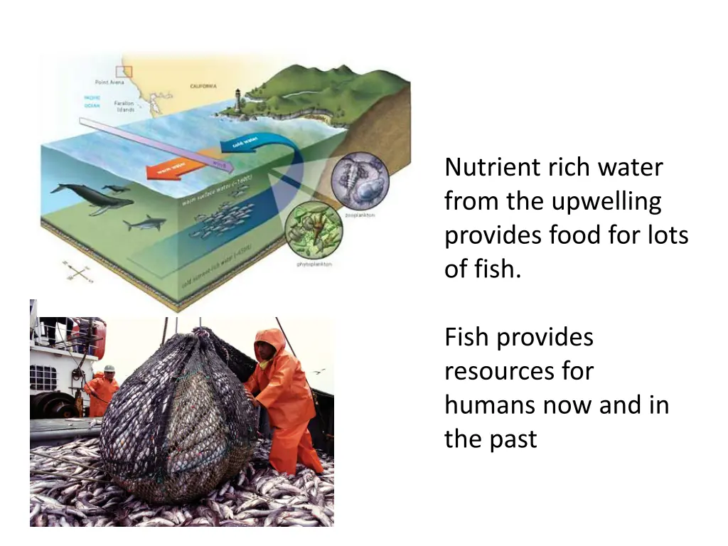 nutrient rich water from the upwelling provides