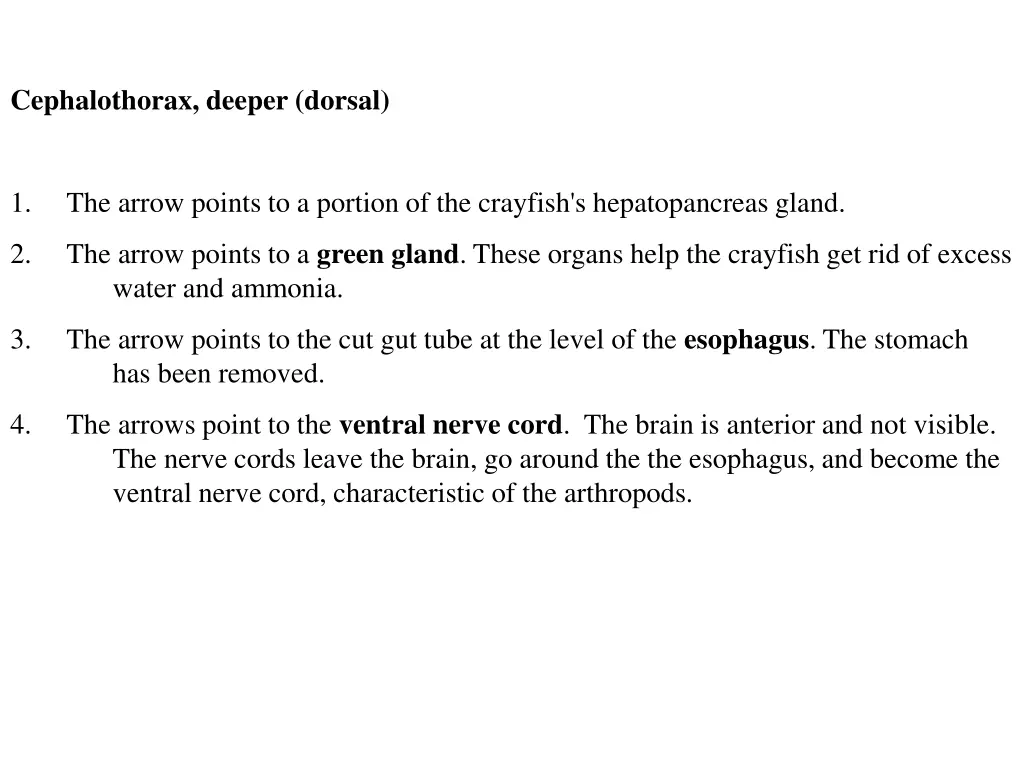 cephalothorax deeper dorsal