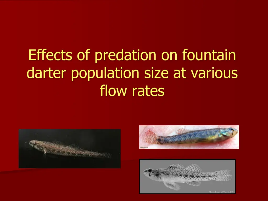 effects of predation on fountain darter