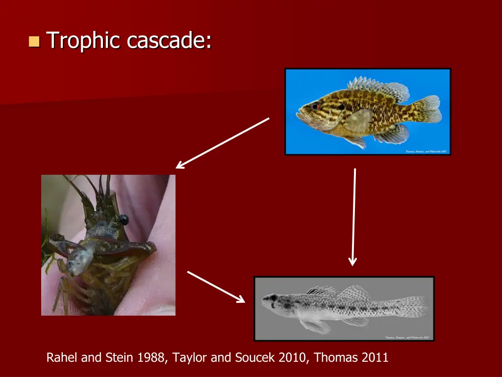 trophic cascade