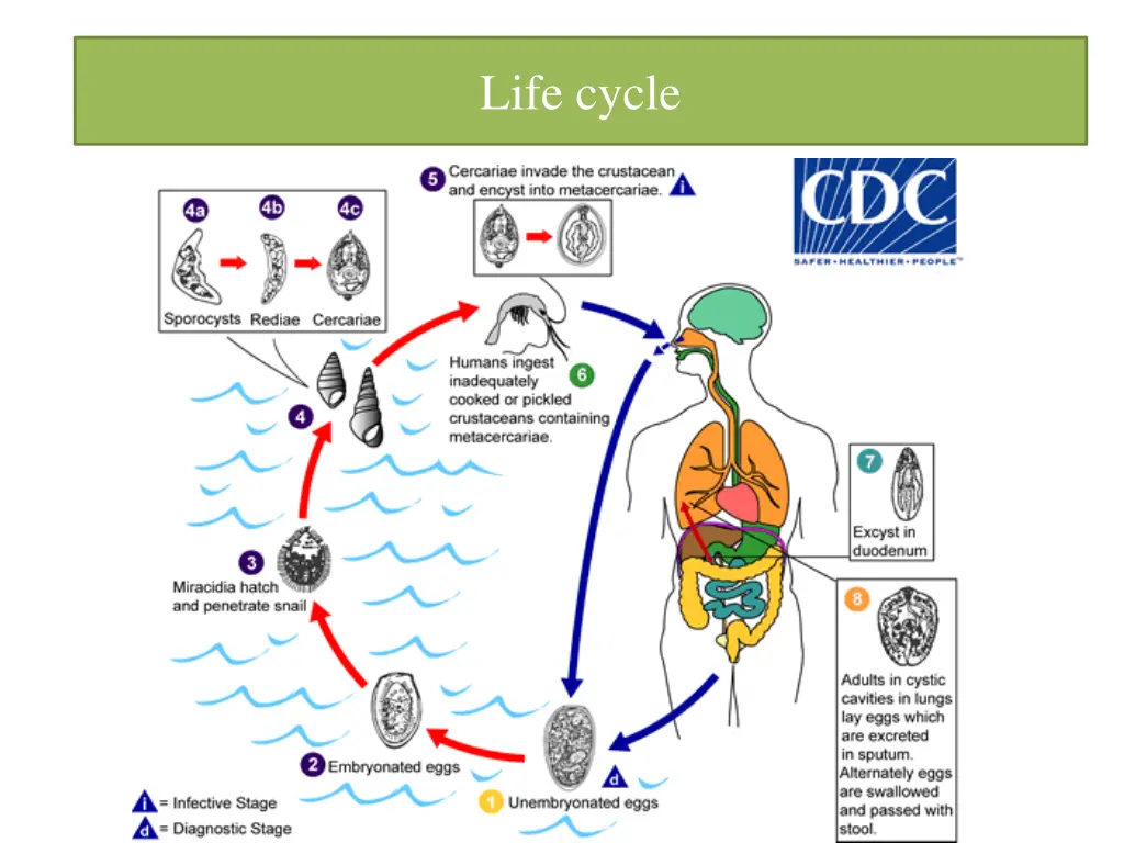 life cycle