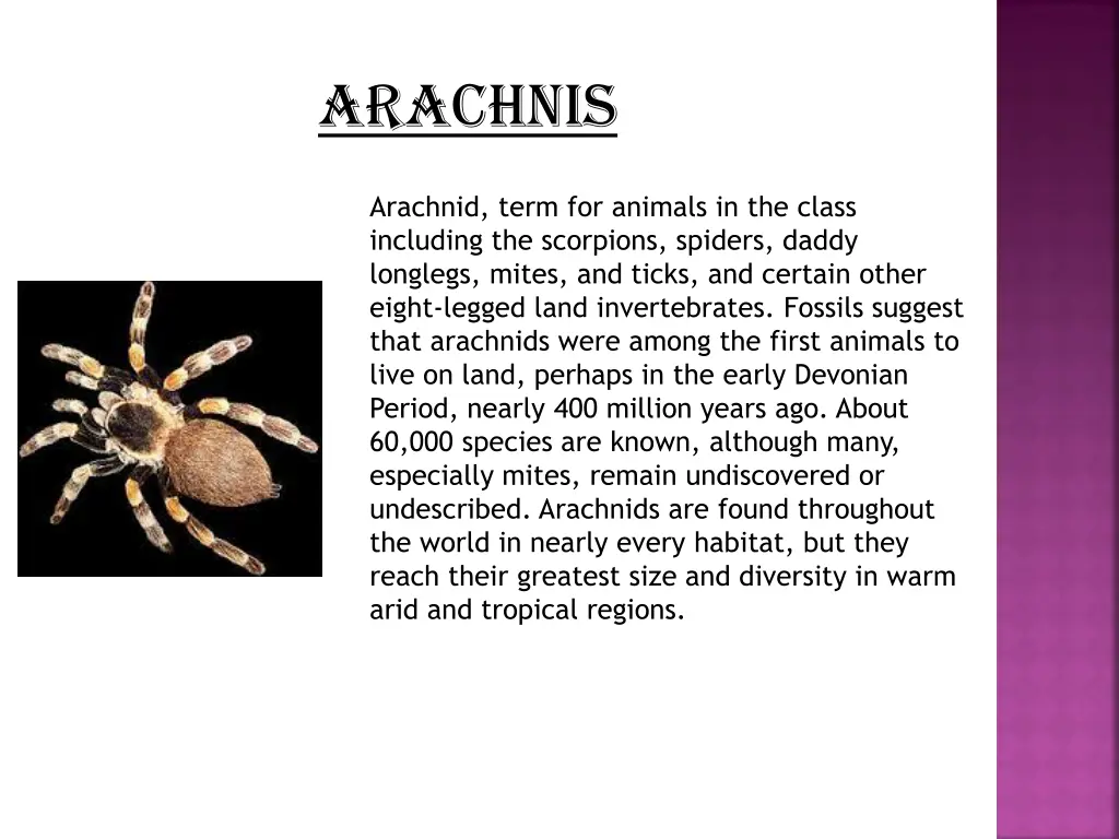 arachnis