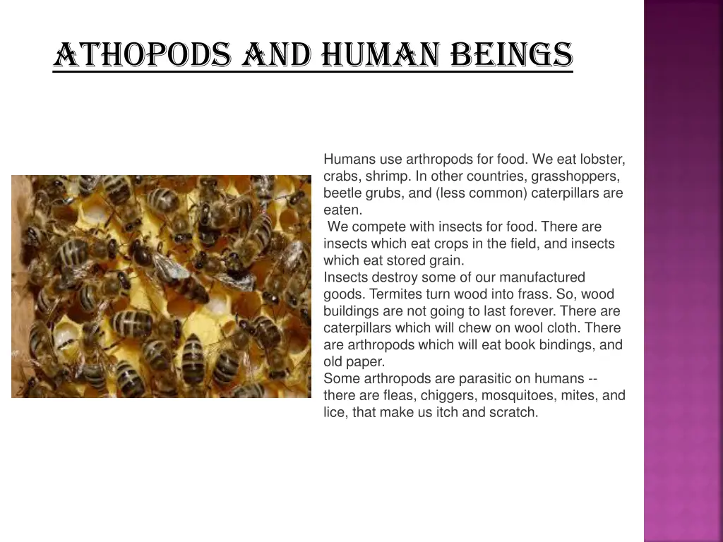 athopods and human beings