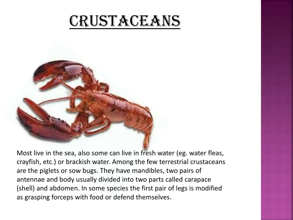 crustaceans