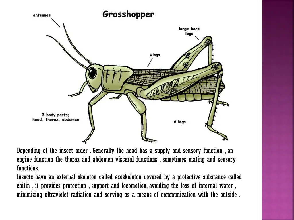 depending of the insect order generally the head