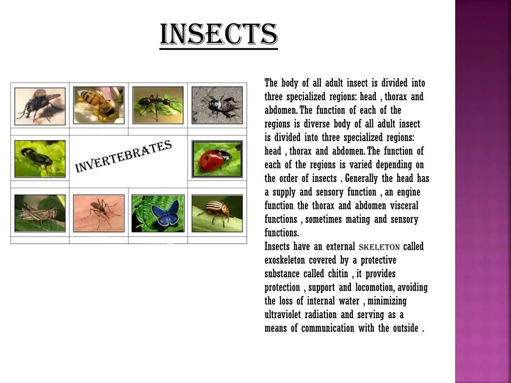 insects