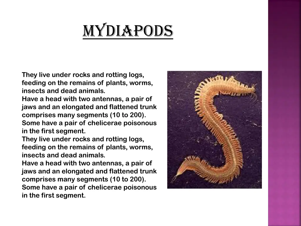 mydiapods