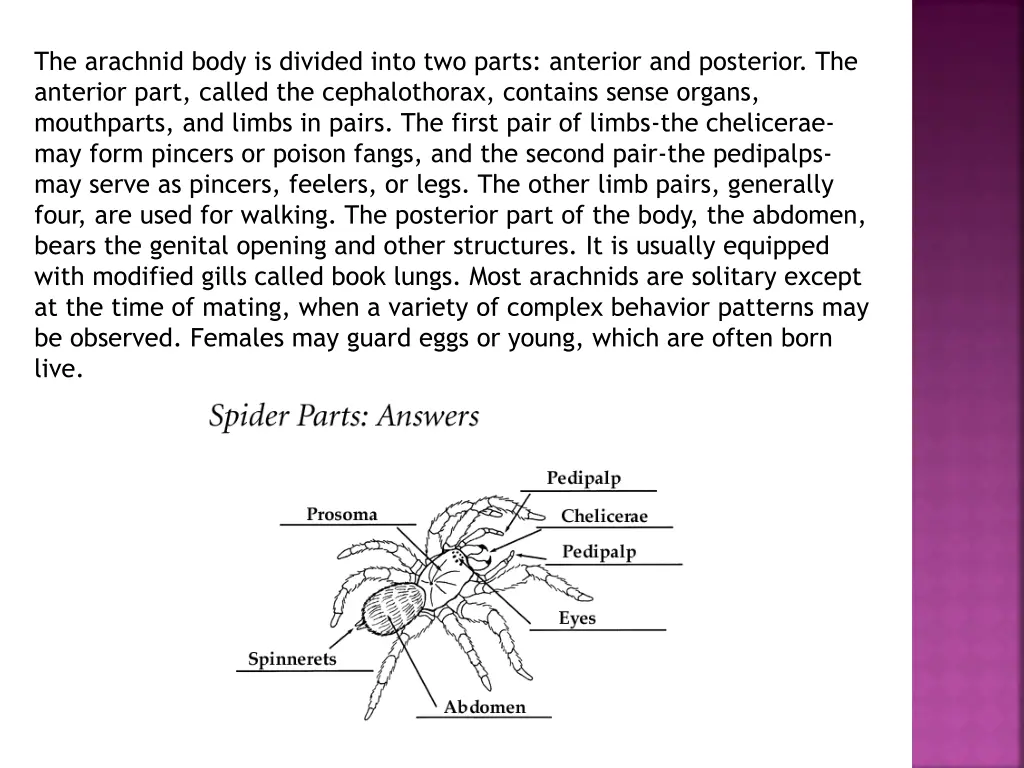 the arachnid body is divided into two parts