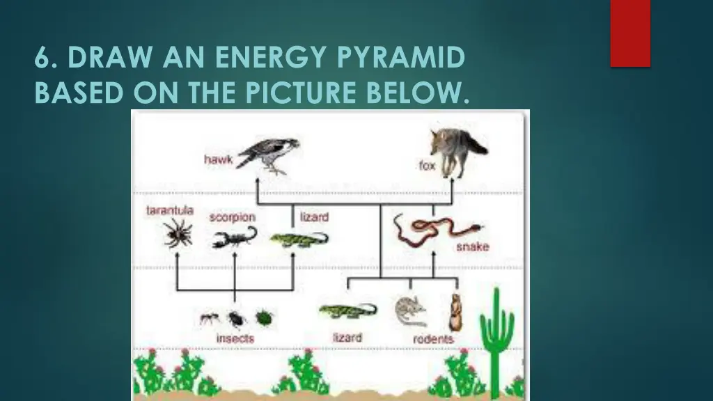 6 draw an energy pyramid based on the picture