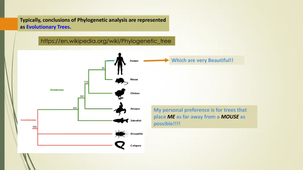 typically conclusions of phylogenetic analysis